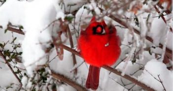 cardinal, winter, snow, NOVEC