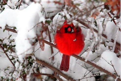 cardinal, winter, snow, NOVEC