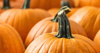 It’s all about Pumpkins! pumpkins, family fun 1019