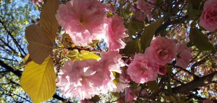 spring blossoms