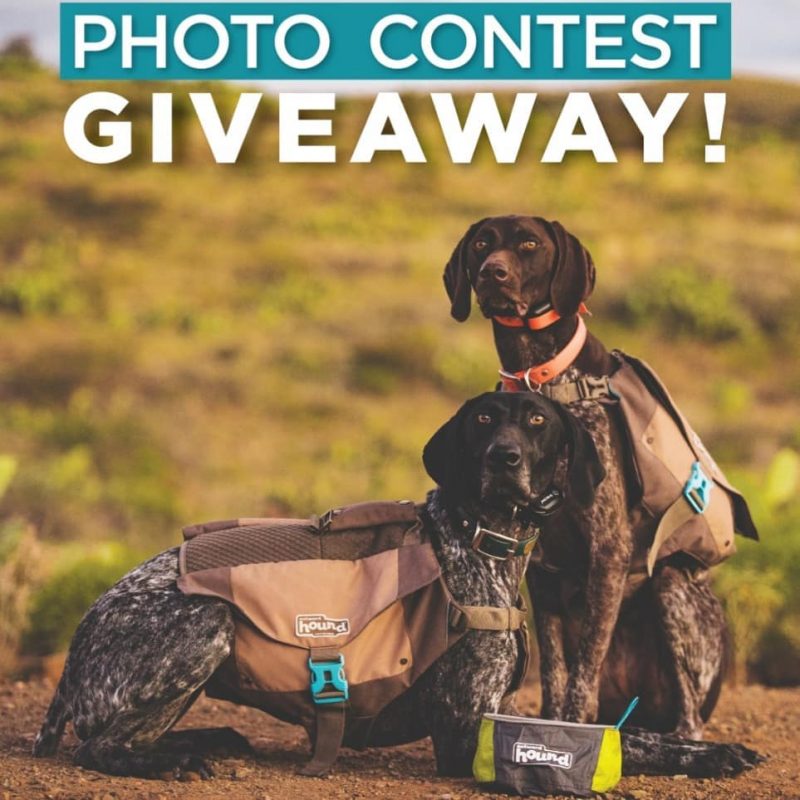 Fetch! Pet Care Contest Prince William Living