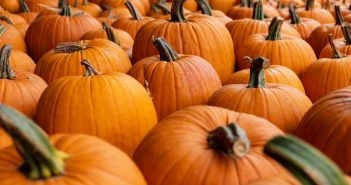 pumpkins, local flavor 1020