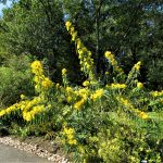 Meadowlark Gardens