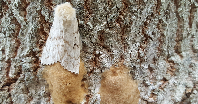 gypsy moth