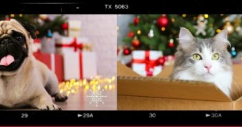 Holiday Tips for Pet Owners Fetch! Pet Care