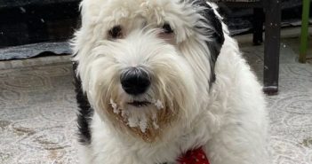 Pets of Prince William: Meet Duffey from Manassas Park