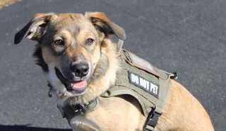 Semper K9’s New Pup Stewie — and New Children’s Book
