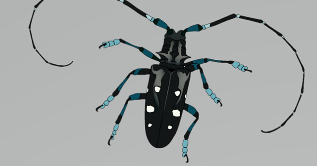 American Longhorned Beetle