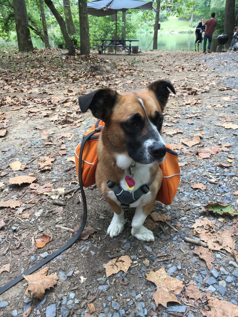 Fetch! Pet Care, Junebug