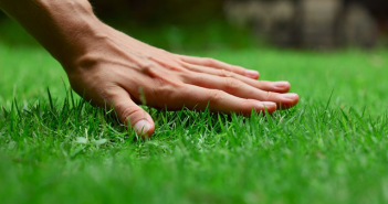 lawn, grass with hand