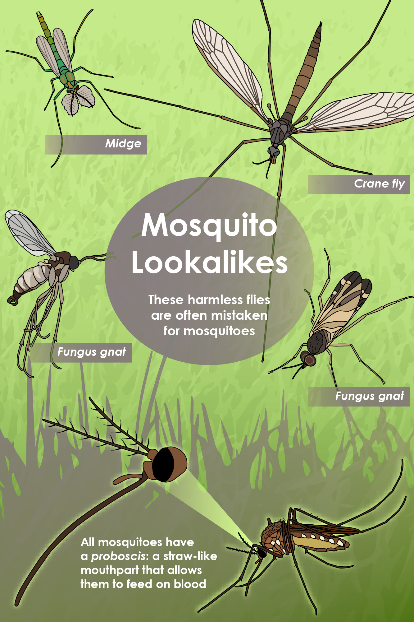 Tips for Recognizing and Preventing Mosquito Activity Prince William