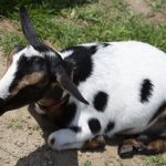 Patches the goat, Little Goat Farm, destinations 0721