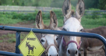 Nokesville Sanctuary Seeks Youth and Adult Volunteers The Hope & Serenity Farm Sanctuary