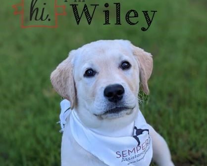 Wiley, Semper K9