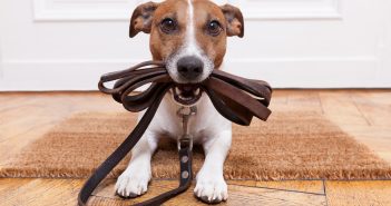 dog with leash