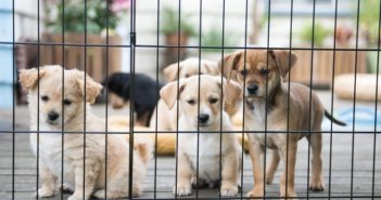 animal shelter, dogs