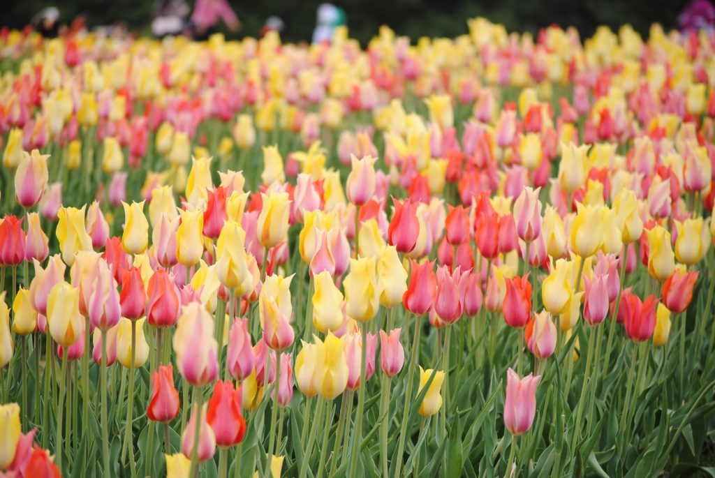 Burnside Farms, tulips