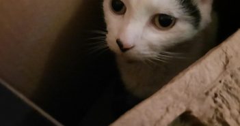 Prince William Animal Advocates: Shorter Stays Mean Happier Days for Local Animals