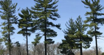 trees at arboretum