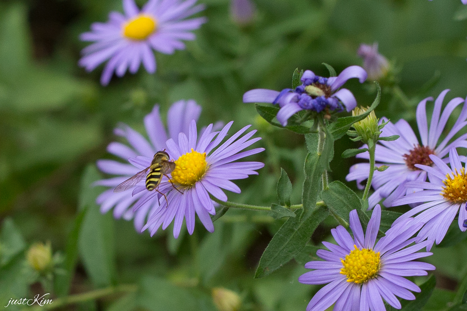 Native Plant Symposium Scheduled for Feb. 11 Prince William Living