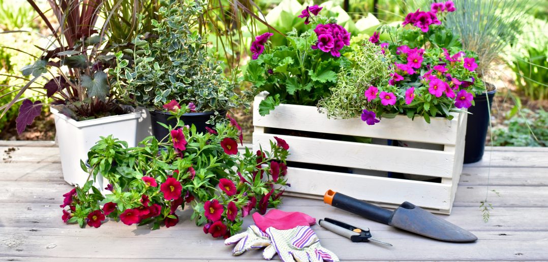 5 ways to Celebrate the First Day of Spring! | Prince William Living