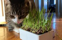 self-watering cat grass kit