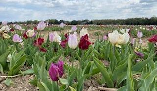 tulips, burnside farm