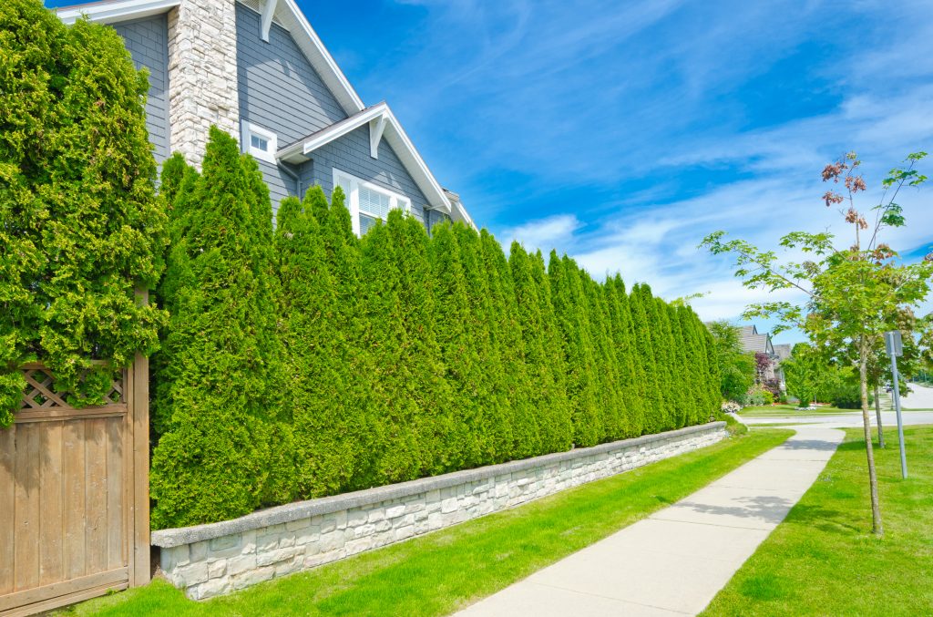 Creating a Natural Privacy Fence with Trees and Bushes | Prince William ...