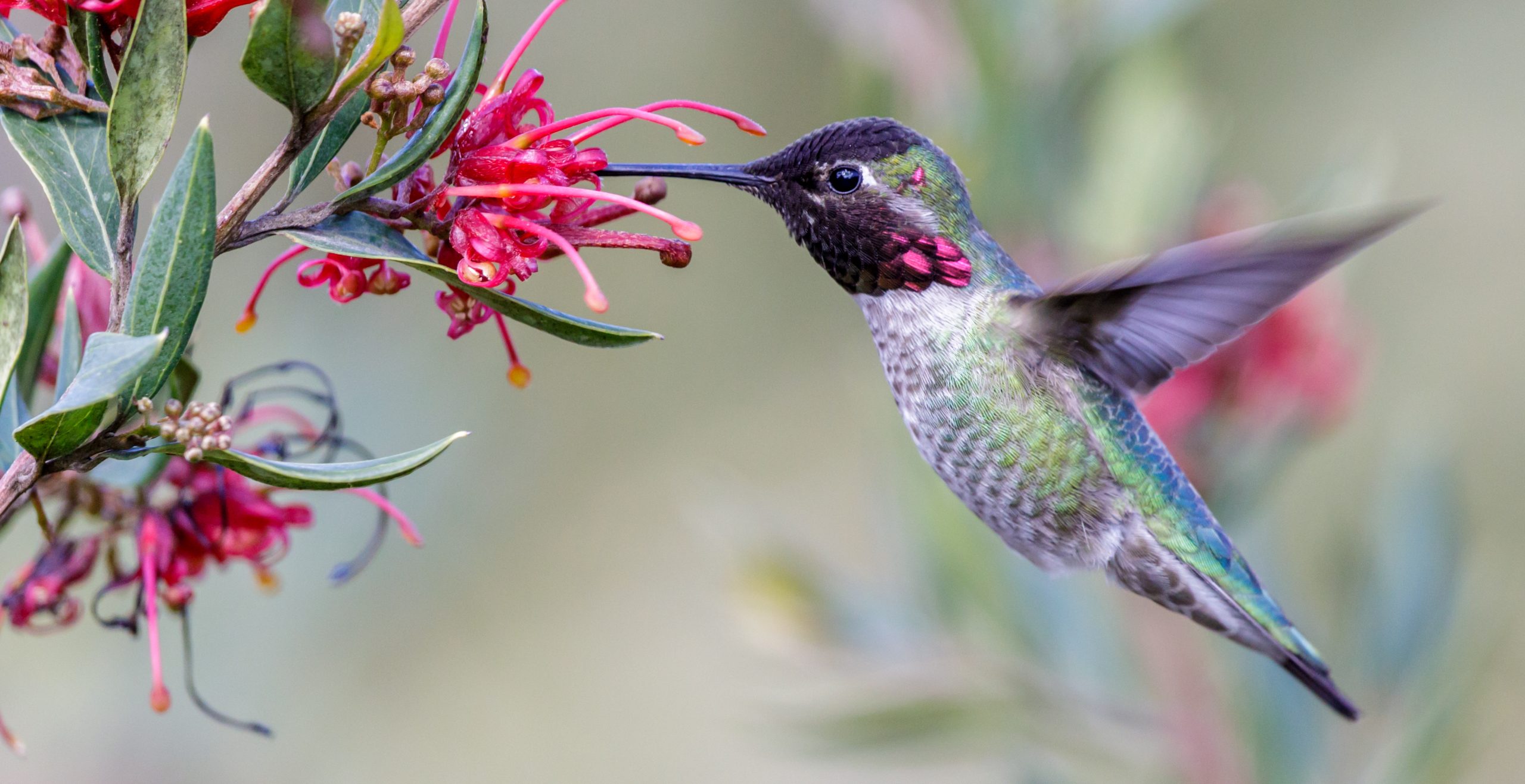 Creating a Hummingbird Oasis: Why You Should Attract These Beautiful Birds  to Your Yard