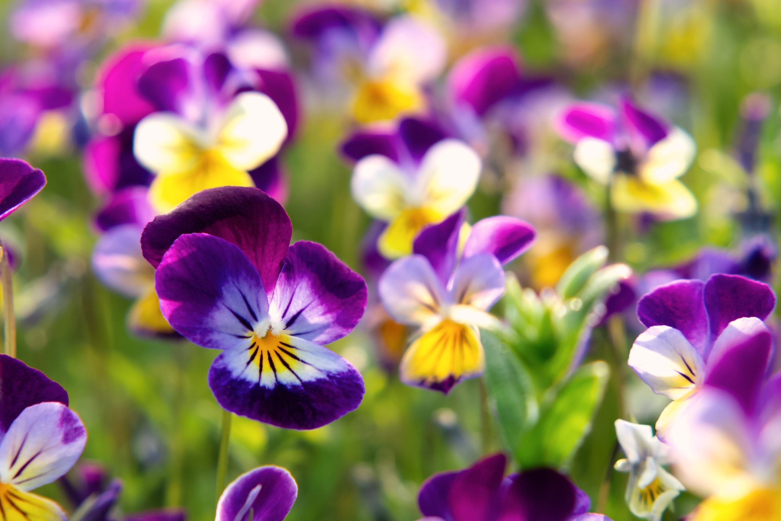 Transform Your Garden with These Seven Vibrant Spring Flowers | Prince ...