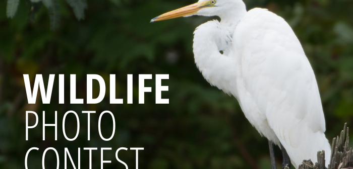 wildlife photo contest DRPT 2023