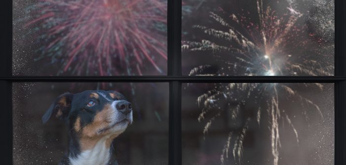dog, fireworks