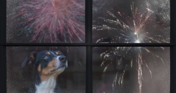dog, fireworks