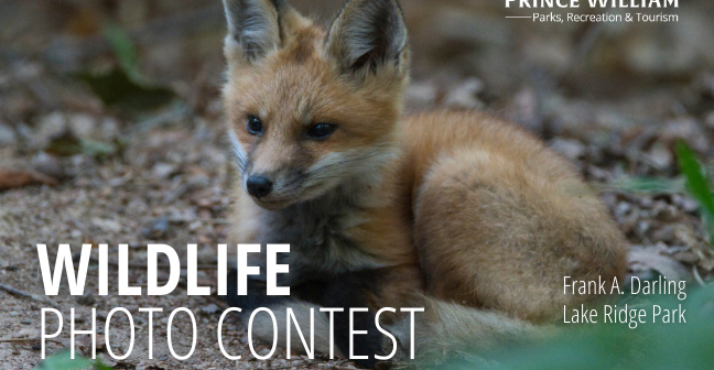 Parks & Rec wildlife photo contest
