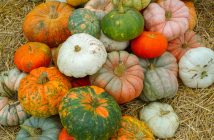 pumpkins