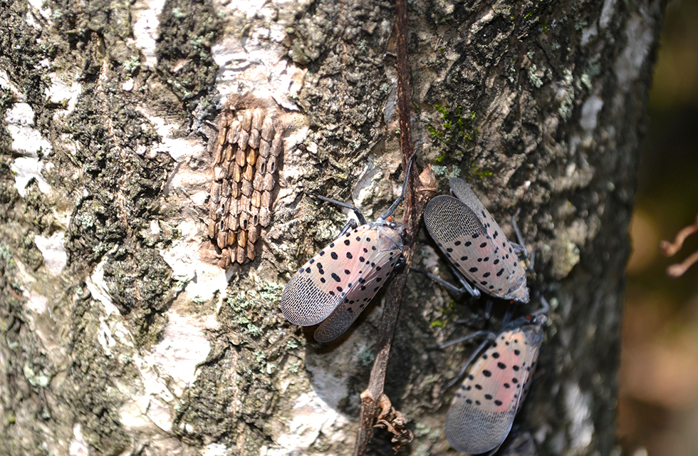 Spotted Lanternfly Now Pervasive Across Prince William County | Prince ...