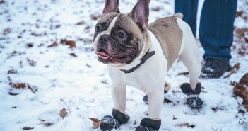 dog in the snow