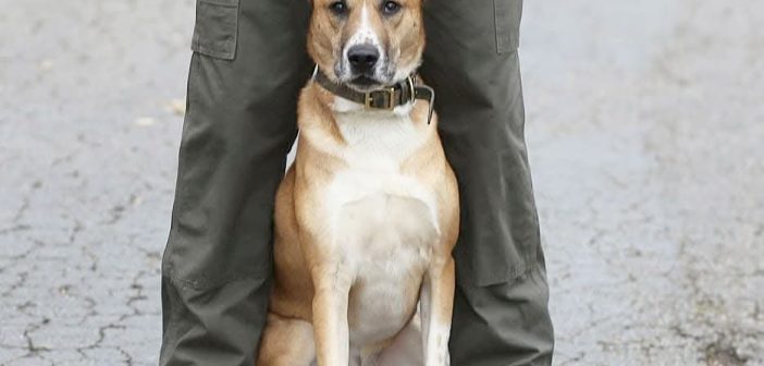 Semper K9 dog