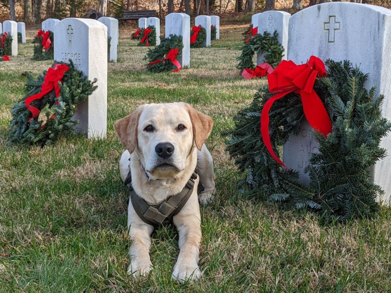 semper k9 service dog, wreaths across america