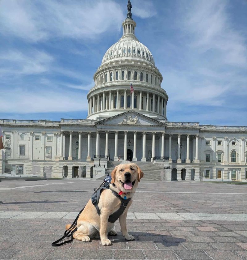 semper k9, service dog Doc