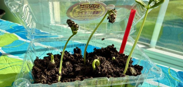 sprouted seed, little free seed library