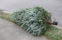 Christmas tree on the curb