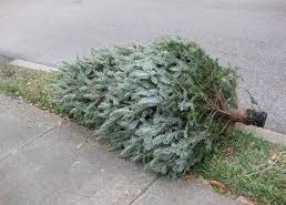 Christmas tree on the curb