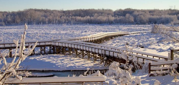 Neabsco Boardwalk in the snow