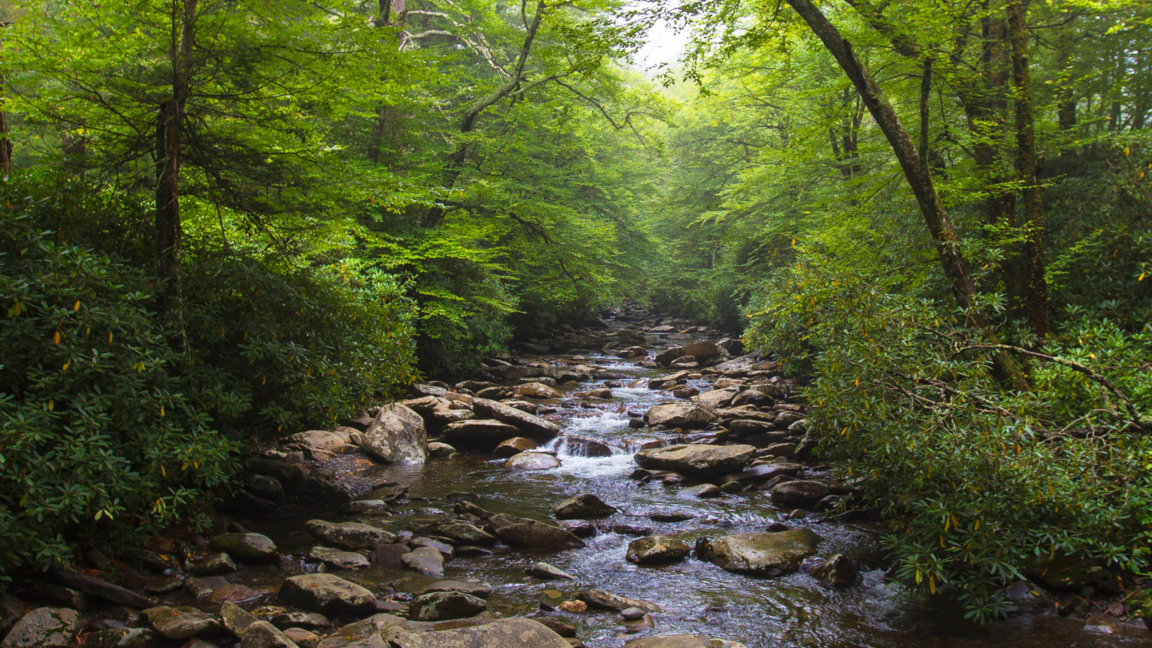 Chiinn stream restoration