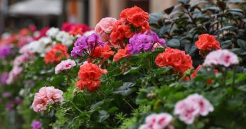summer flowers